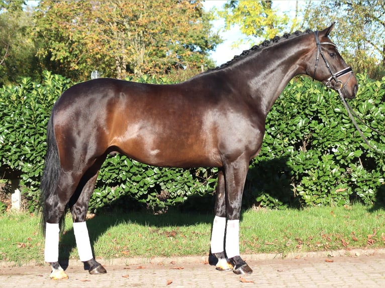 Hanovrien Hongre 5 Ans 168 cm Bai brun in Selsingen