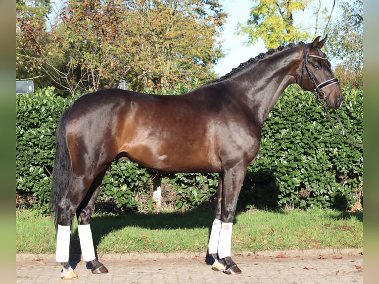 Hanovrien Hongre 5 Ans 168 cm Bai brun in Selsingen