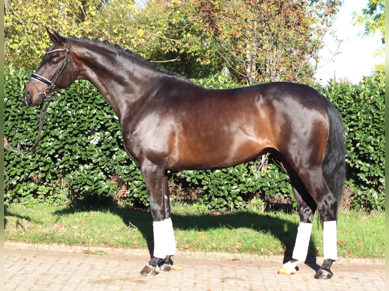 Hanovrien Hongre 5 Ans 168 cm Bai brun in Selsingen