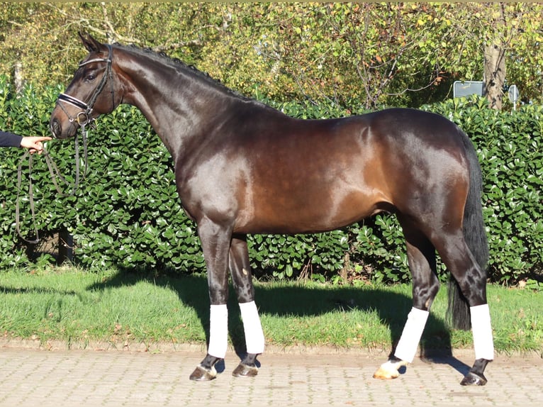 Hanovrien Hongre 5 Ans 168 cm Bai brun in Selsingen