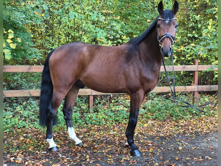 Hanovrien Hongre 5 Ans 168 cm Bai brun in Braunschweig