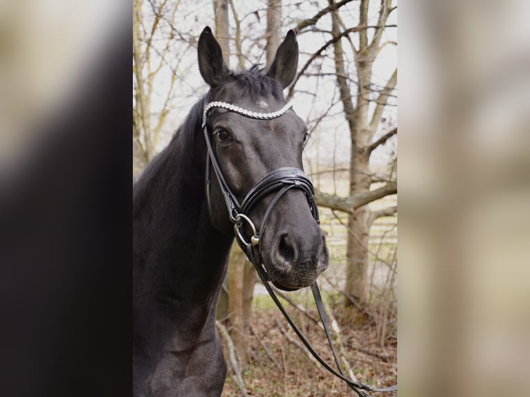 Hanovrien Hongre 5 Ans 168 cm Bai brun foncé in Springe