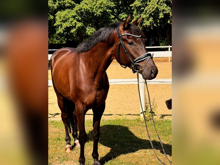 Hanovrien Hongre 5 Ans 168 cm Bai brun foncé in Hamm
