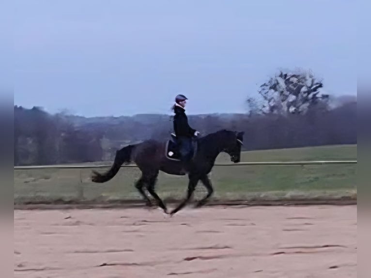 Hanovrien Hongre 5 Ans 168 cm Bai brun foncé in Raben Steinfeld