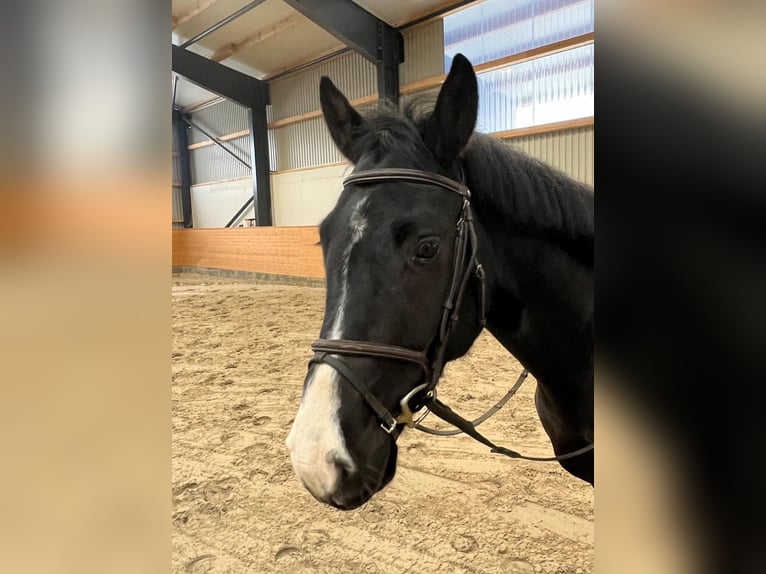 Hanovrien Hongre 5 Ans 168 cm Bai brun foncé in Sittensen