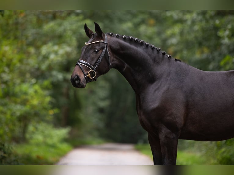 Hanovrien Hongre 5 Ans 168 cm Bai in Misselwarden