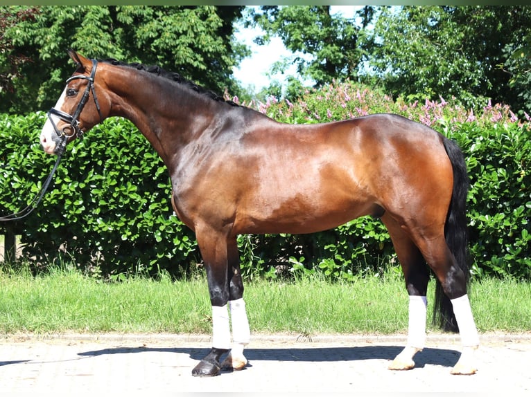Hanovrien Hongre 5 Ans 168 cm Bai in Selsingen