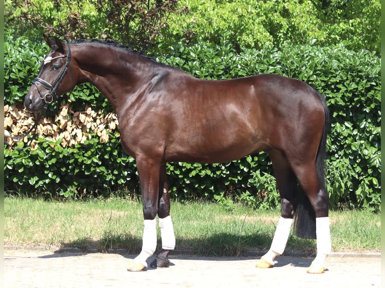 Hanovrien Hongre 5 Ans 168 cm Bai in Selsingen