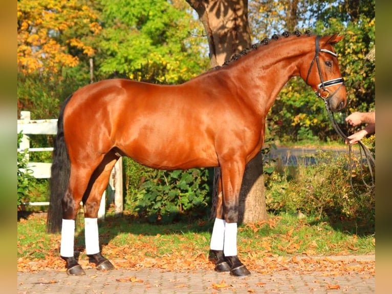 Hanovrien Hongre 5 Ans 168 cm Bai in Selsingen