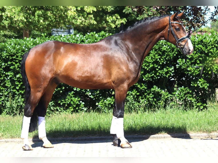 Hanovrien Hongre 5 Ans 168 cm Bai in Selsingen