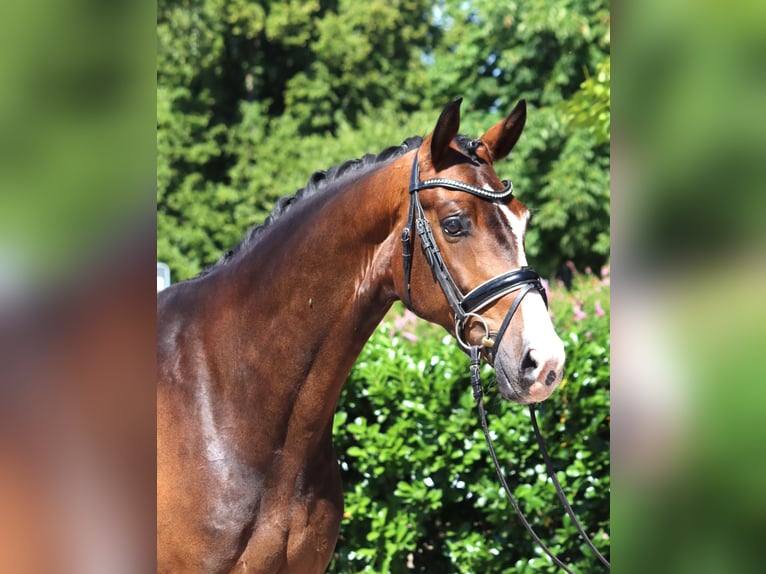 Hanovrien Hongre 5 Ans 168 cm Bai in Selsingen