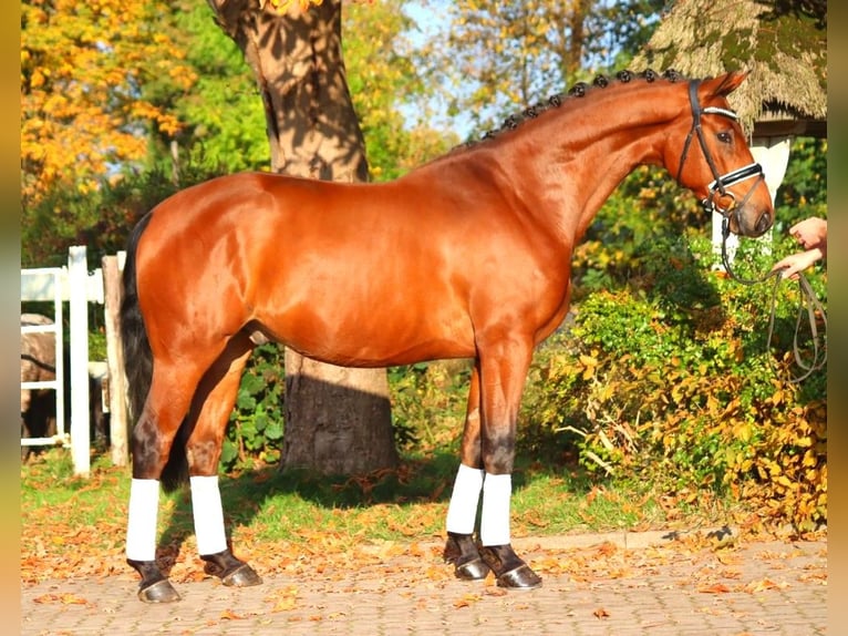 Hanovrien Hongre 5 Ans 168 cm Bai in Selsingen