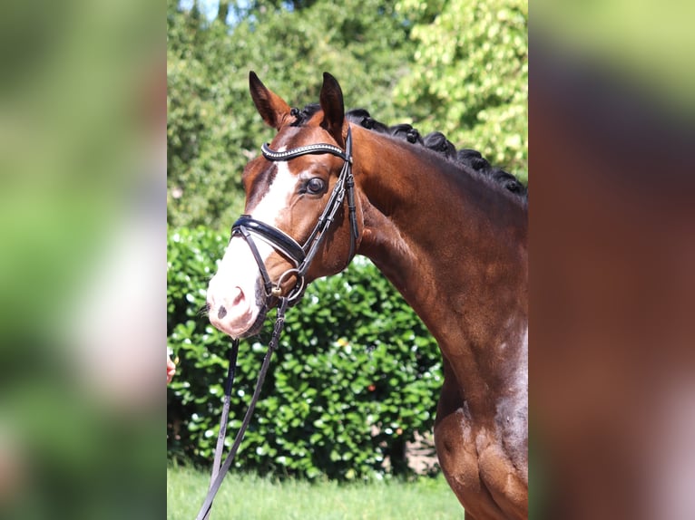 Hanovrien Hongre 5 Ans 168 cm Bai in Selsingen
