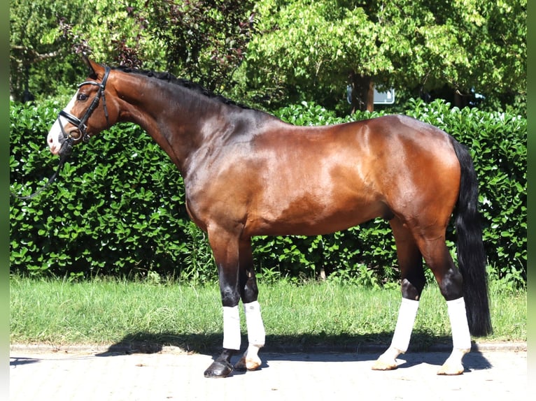 Hanovrien Hongre 5 Ans 168 cm Bai in Selsingen
