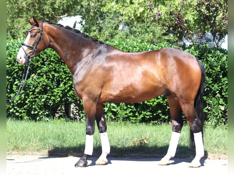 Hanovrien Hongre 5 Ans 168 cm Bai in Selsingen