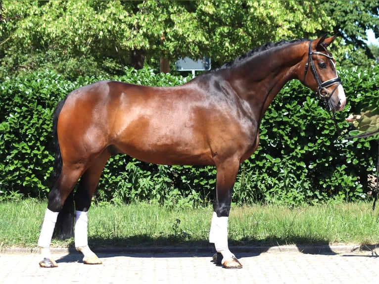 Hanovrien Hongre 5 Ans 168 cm Bai in Selsingen