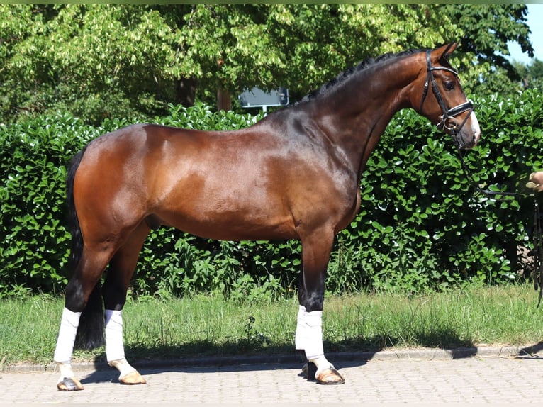 Hanovrien Hongre 5 Ans 168 cm Bai in Selsingen
