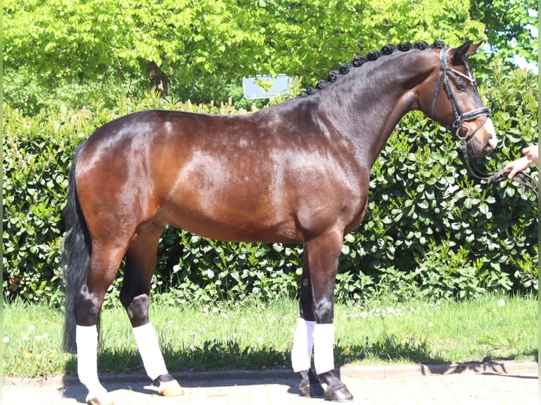 Hanovrien Hongre 5 Ans 168 cm Bai in Selsingen