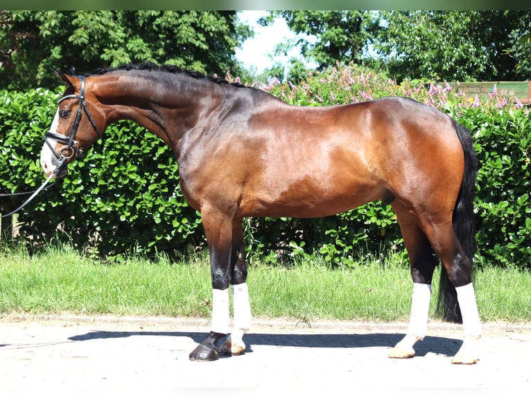 Hanovrien Hongre 5 Ans 168 cm Bai in Selsingen