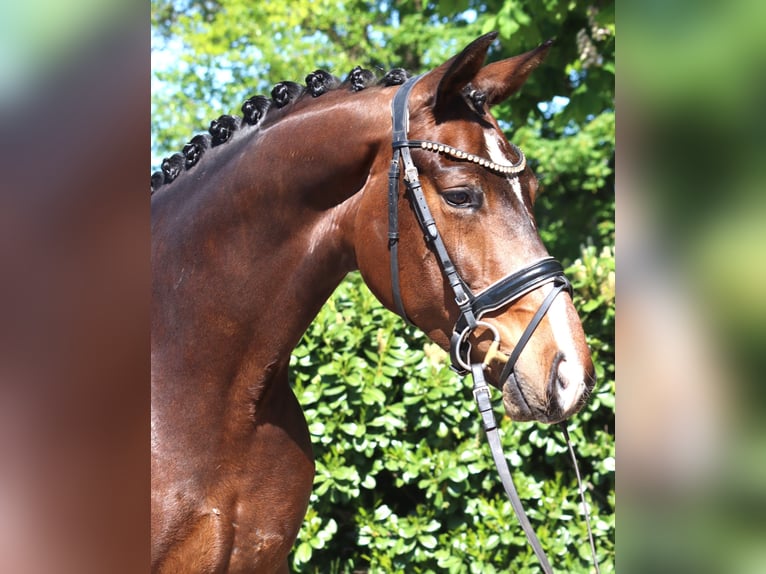 Hanovrien Hongre 5 Ans 168 cm Bai in Selsingen