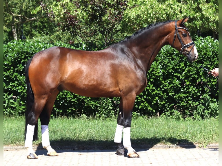 Hanovrien Hongre 5 Ans 168 cm Bai in Selsingen