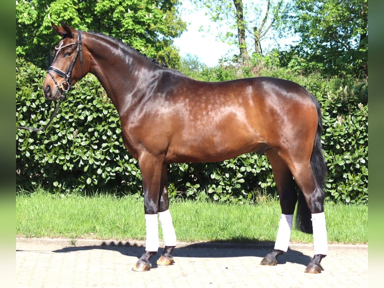 Hanovrien Hongre 5 Ans 168 cm Bai in Selsingen