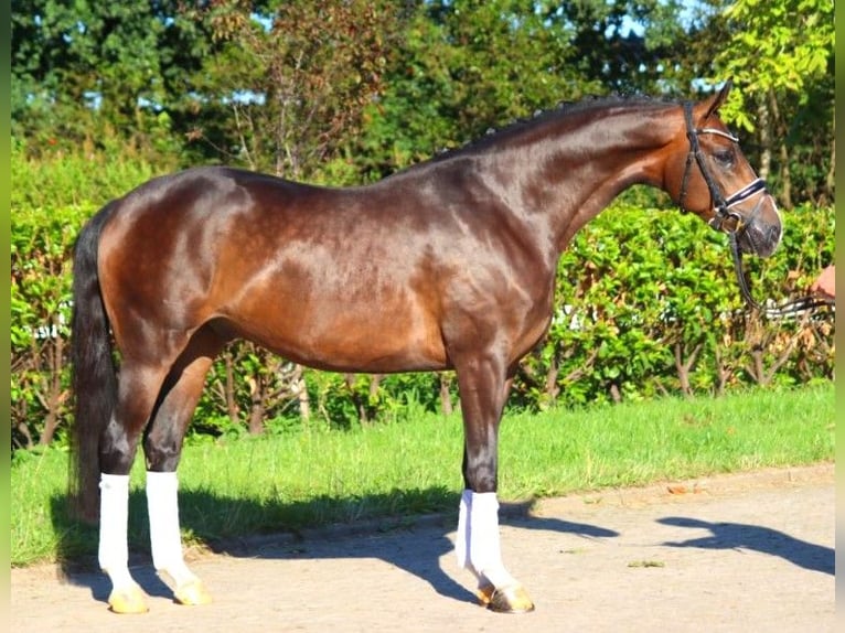 Hanovrien Hongre 5 Ans 168 cm Bai in Selsingen