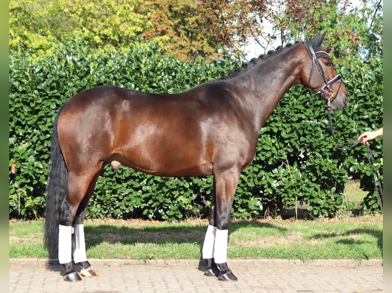 Hanovrien Hongre 5 Ans 168 cm Bai in Selsingen