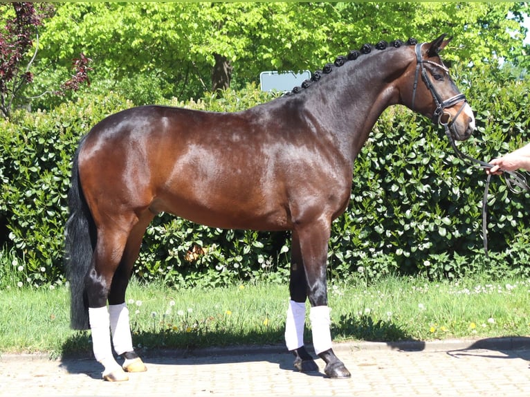Hanovrien Hongre 5 Ans 168 cm Bai in Selsingen