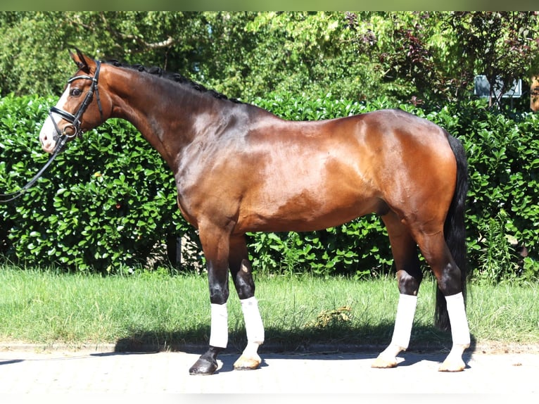 Hanovrien Hongre 5 Ans 168 cm Bai in Selsingen