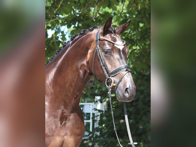 Hanovrien Hongre 5 Ans 168 cm Bai in Selsingen