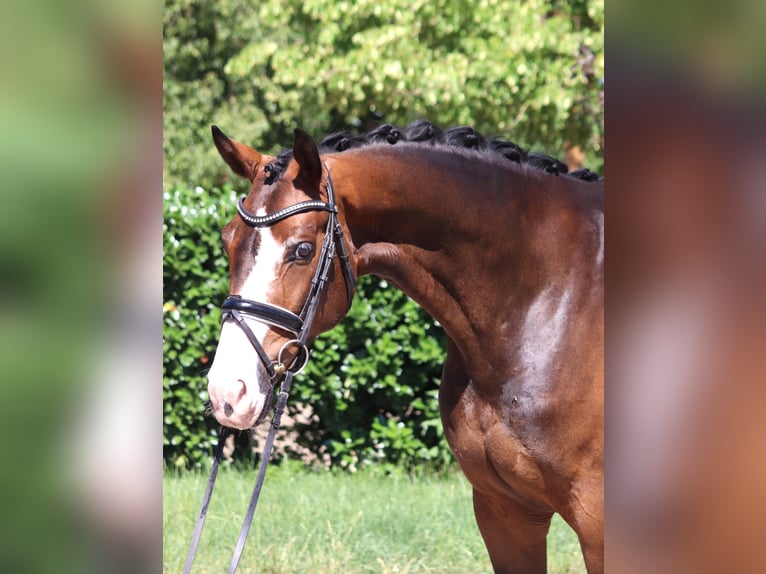 Hanovrien Hongre 5 Ans 168 cm Bai in Selsingen