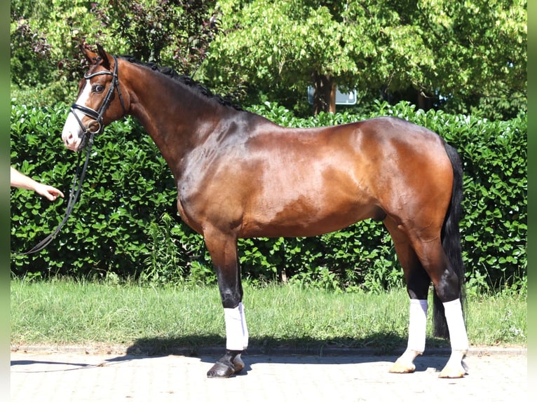 Hanovrien Hongre 5 Ans 168 cm Bai in Selsingen