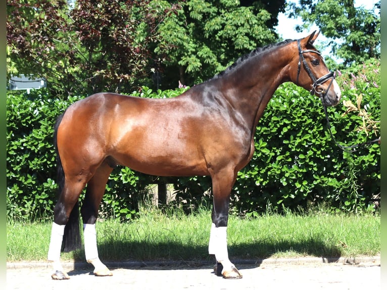Hanovrien Hongre 5 Ans 168 cm Bai in Selsingen