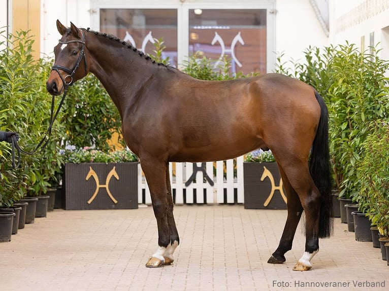 Hanovrien Hongre 5 Ans 168 cm Bai in Verden