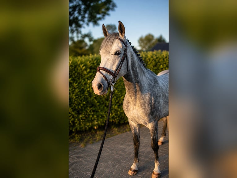 Hanovrien Hongre 5 Ans 168 cm Gris in Bremen