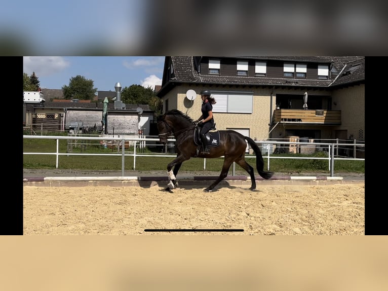 Hanovrien Hongre 5 Ans 168 cm Gris noir in Northeim