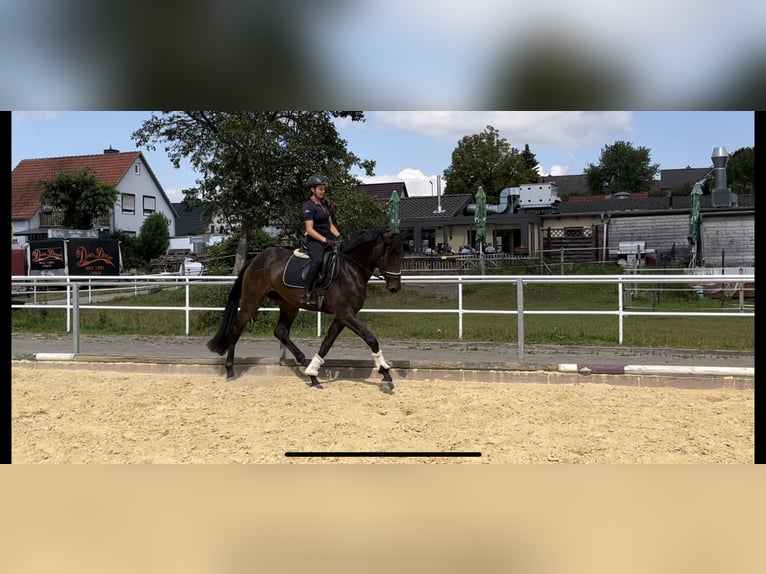 Hanovrien Hongre 5 Ans 168 cm Gris noir in Northeim