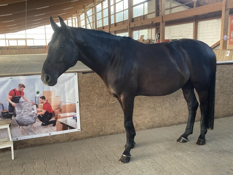 Hanovrien Hongre 5 Ans 168 cm Noir in Bersenbrück