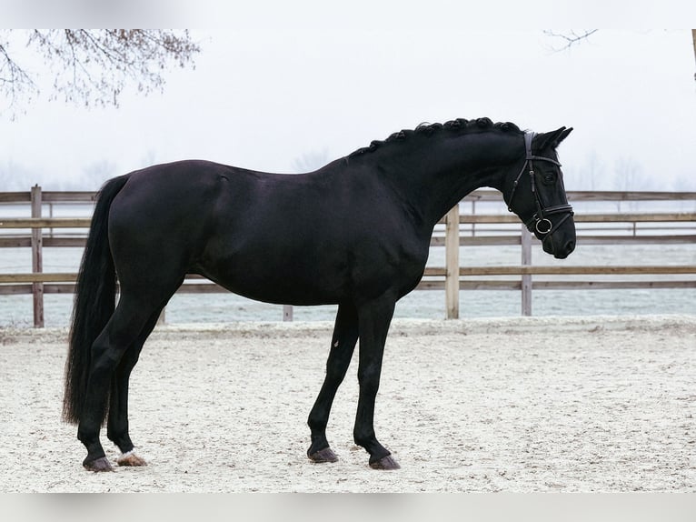 Hanovrien Hongre 5 Ans 168 cm Noir in Riedstadt