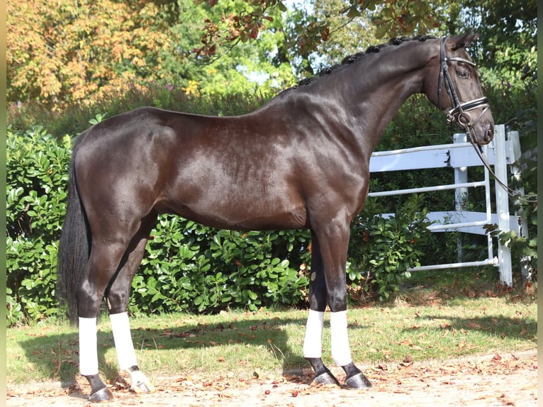 Hanovrien Hongre 5 Ans 168 cm Noir in Selsingen