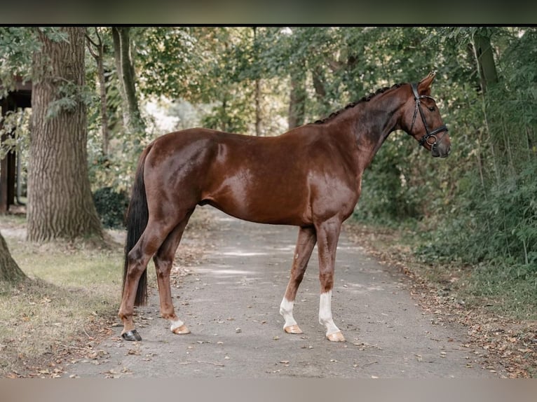 Hanovrien Hongre 5 Ans 169 cm Alezan brûlé in Hohenbrunn