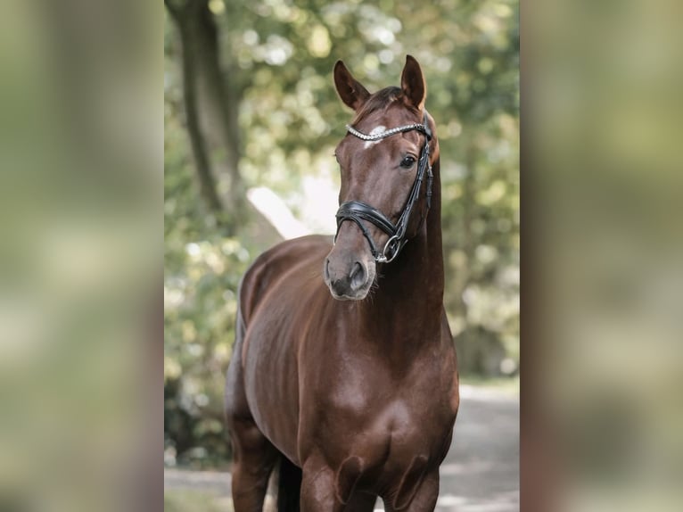 Hanovrien Hongre 5 Ans 169 cm Alezan brûlé in Hohenbrunn