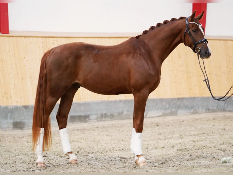 Hanovrien Hongre 5 Ans 169 cm Alezan in Hohenfelde