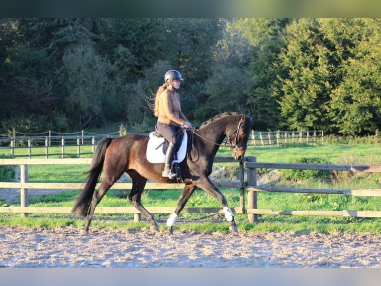 Hanovrien Hongre 5 Ans 169 cm Bai brun in Fürstenau