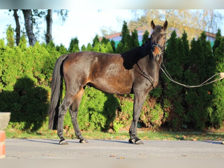 Hanovrien Hongre 5 Ans 169 cm Bai brun in Fürstenau