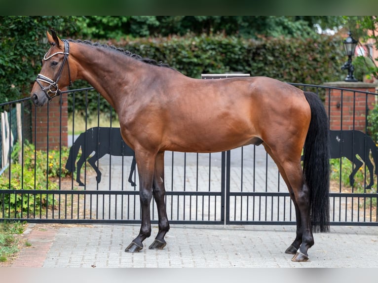 Hanovrien Hongre 5 Ans 169 cm Bai in Bassum