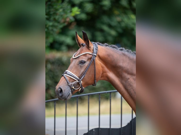 Hanovrien Hongre 5 Ans 169 cm Bai in Bassum