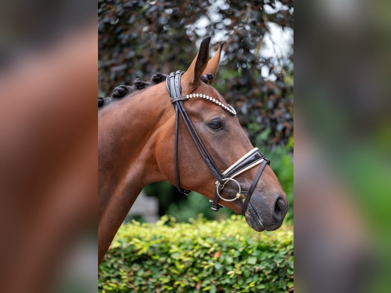 Hanovrien Hongre 5 Ans 169 cm Bai in Bassum