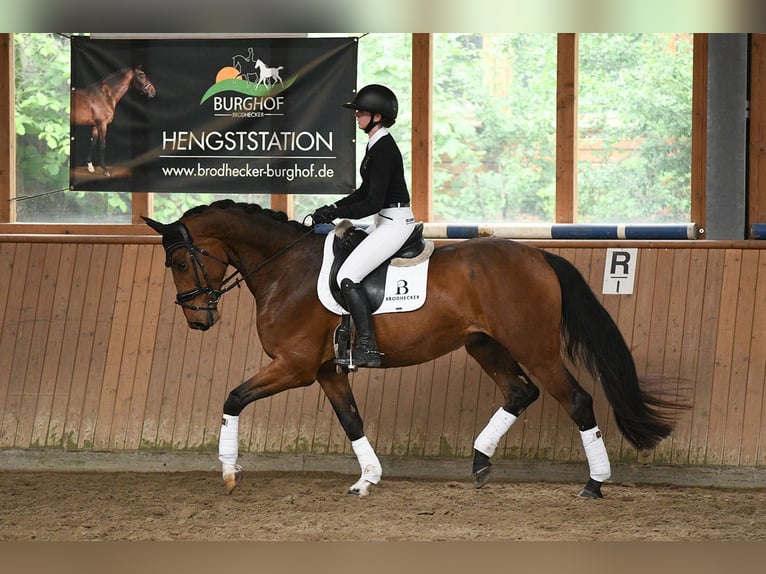 Hanovrien Hongre 5 Ans 169 cm Bai in Riedstadt